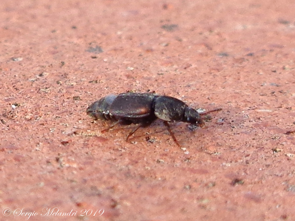 Nitidulidae: Carpophilus lugubris